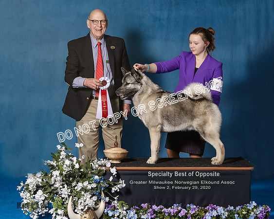 Elkhound 2020-1111-Edit
