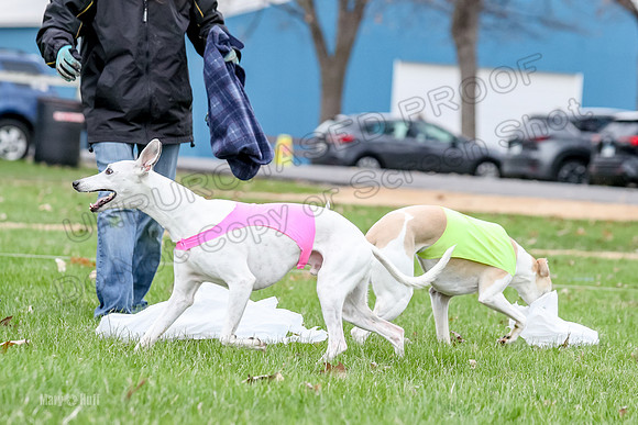 2 Finals Whippet Open, Reno Wyatt-9404