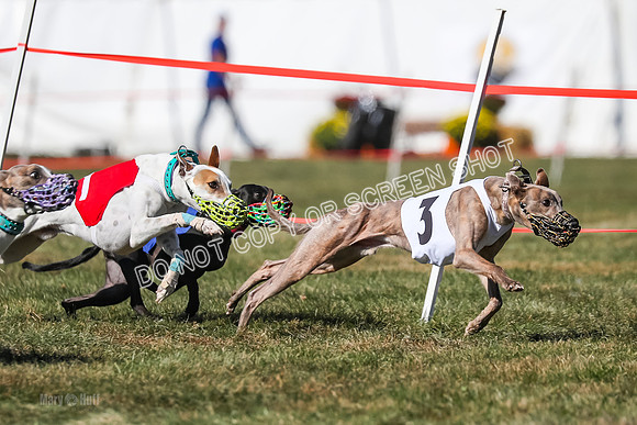 Prg 4, Race 11, Rebel Nami Grit Moonstruck-2710