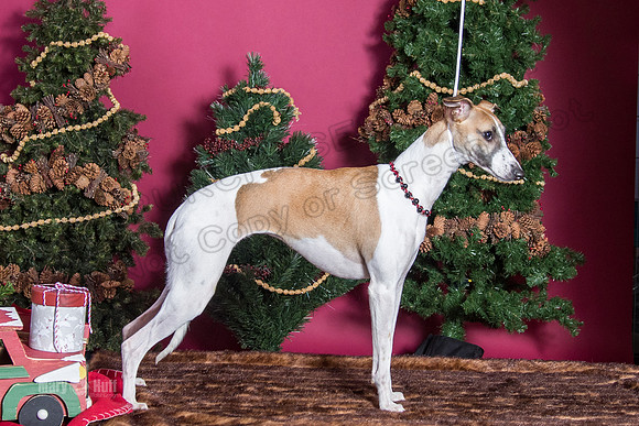 xmas Arthur-639