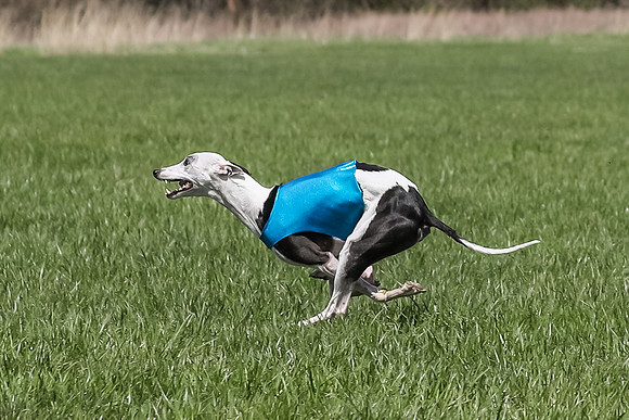 2 Finals Open D-5, Bee Riptide Bobbi-9638