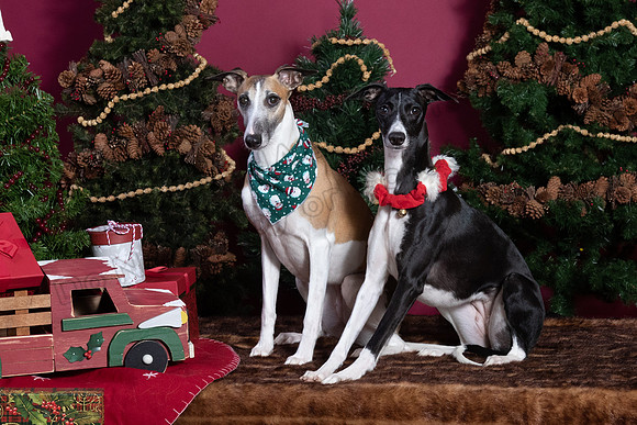 xmas strack-418