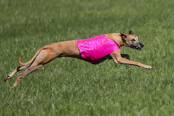1 Prelim Vet A-1, Karmen Smooch Carney-8416