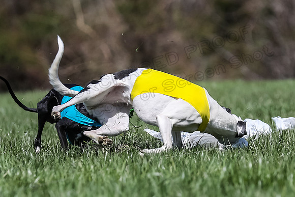 2 Finals Veterans A-3, Harlee Smooch titan-0942