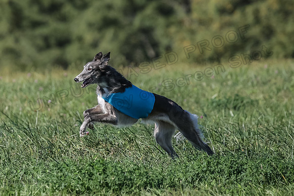 1 Prelims Fch 1 Kelso Wiings Foxy-5611