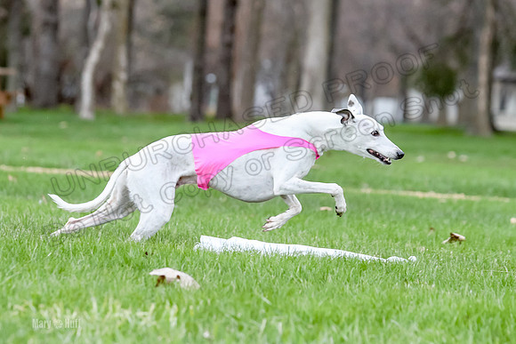 2 Finals Whippet Open, Reno Wyatt-9400