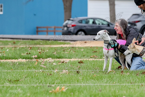 2 Finals Whippet Open, Reno Wyatt-9380