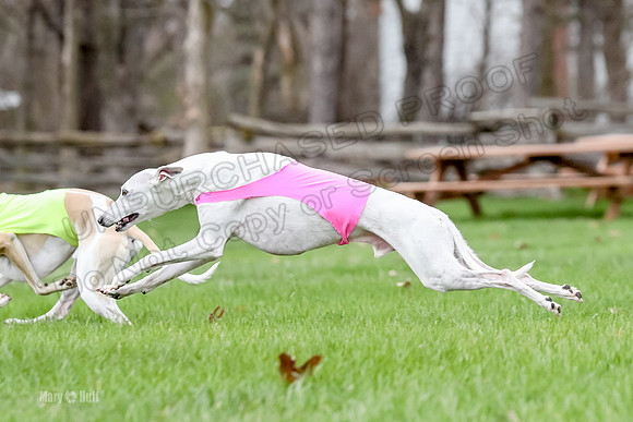 2 Finals Whippet Open, Reno Wyatt-9392