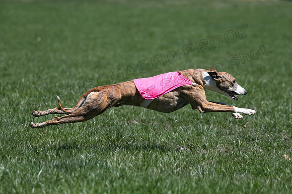 3 Finals Fch A-2, Justice Patron Thor-5032