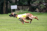 Finals Afghan Hound-1470