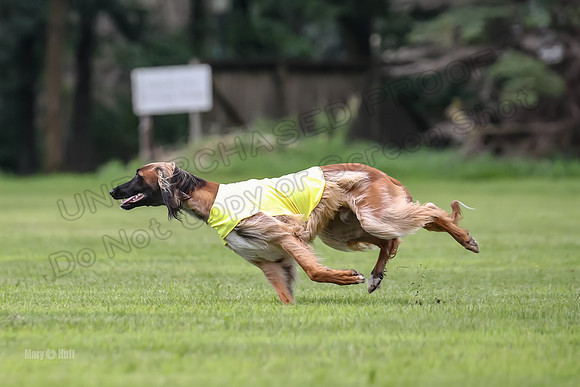Finals Afghan Hound-1470