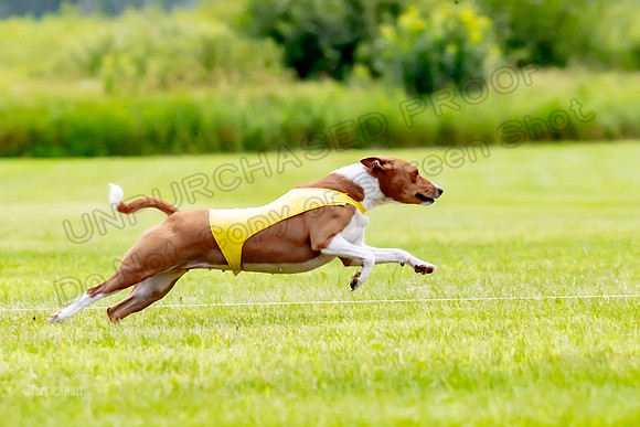 Finals Basenji-1344