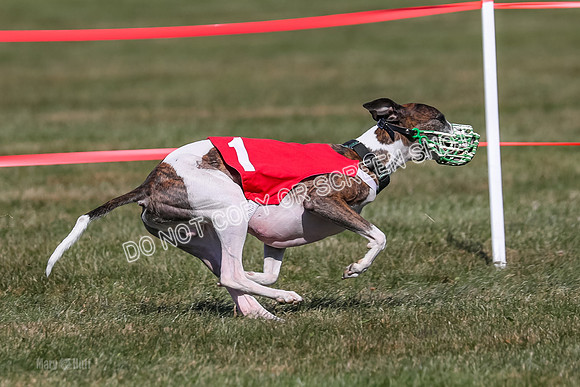 Prg 4, Race 2, Clyps Carney Dazzle-2532