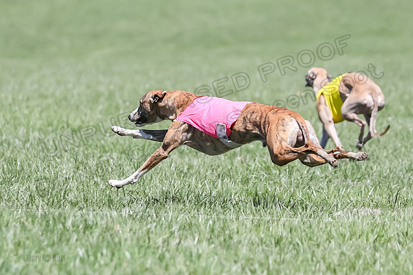 3 Finals Fch A-2, Justice Patron Thor-5008