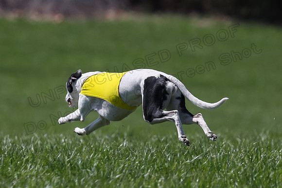 2 Finals Veterans A-3, Harlee Smooch titan-0930
