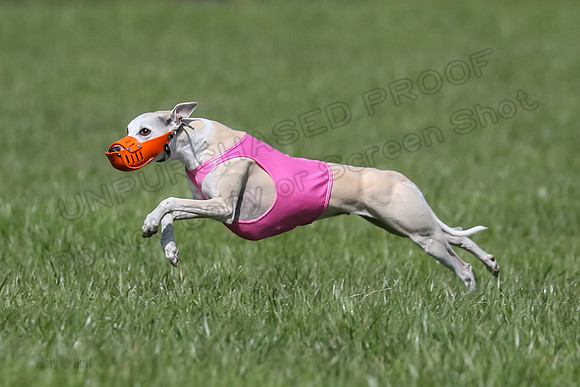 1 Prelim Vet A-3, Winnie Lynesse Suni-8490