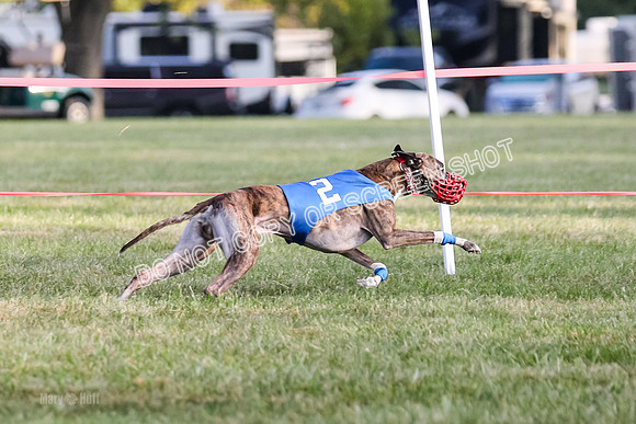 Prg 1, race 3, Dandylion Moki Elevenes Shelby-0628