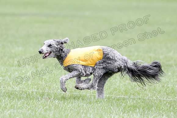 1 Prelims LCI Ellie-0042