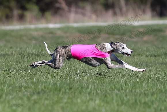 1 Prelim Fch A-1, Maeve Thor Rocky-3462