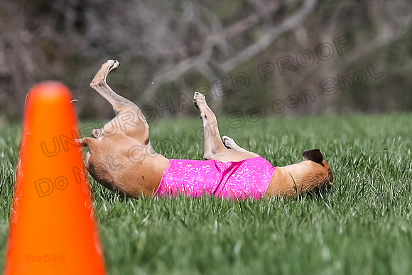 2 Finals Veterans A-3, Harlee Smooch titan-0939