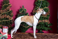 xmas Arthur-638