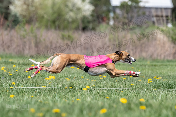 Finals Open F5 Digit Hugo-4041