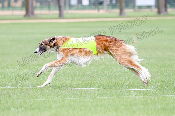 1 Prelims Borzoi Open, Bene-9203