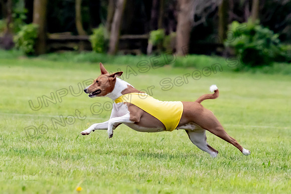 Finals Basenji-1352