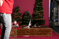xmas strack-396