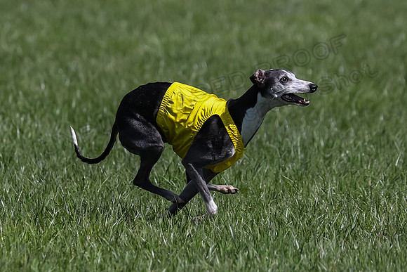 1 Prelim Vet A-3, Winnie Lynesse Suni-8523