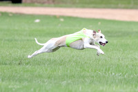 1 Prelims Whippet Open, Reno Wyatt-9210