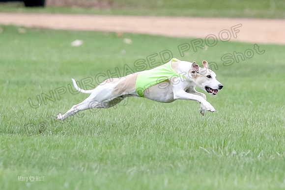 1 Prelims Whippet Open, Reno Wyatt-9210