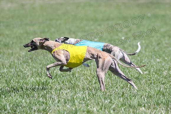 3 Finals Fch A-2, Justice Patron Thor-4996