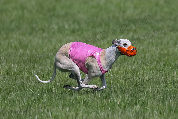 1 Prelim Vet A-3, Winnie Lynesse Suni-8519