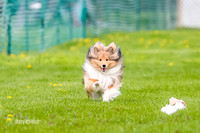 AE4I1439