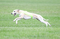 1 Prelims Whippet Open, Reno Wyatt-9225