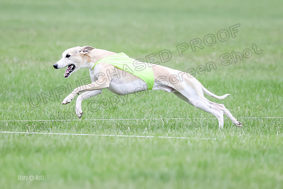 1 Prelims Whippet Open, Reno Wyatt-9225