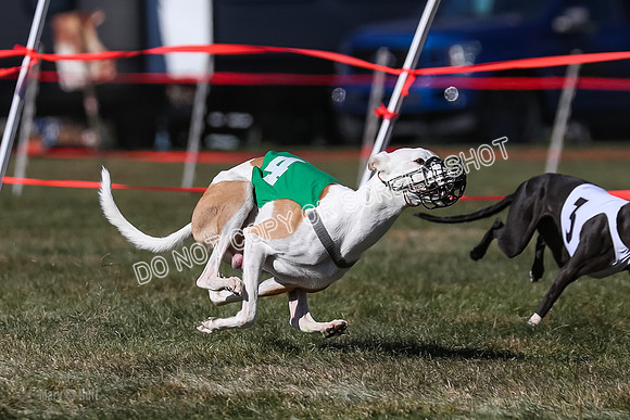 Prg 4, Race 9, Rarity Java Power Buzzsaw-2667