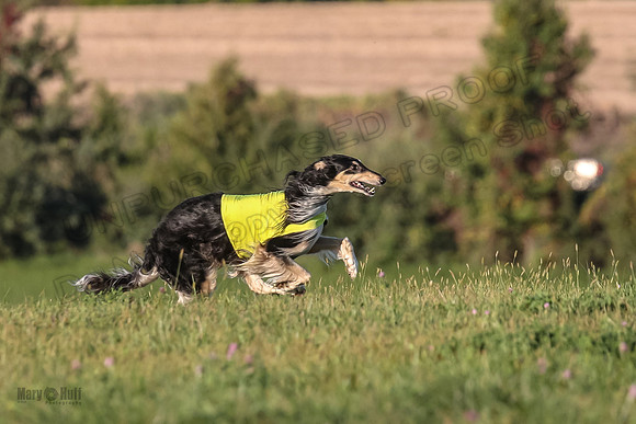 1 Prelims Vet 1 Yaro Chase Zip-3039