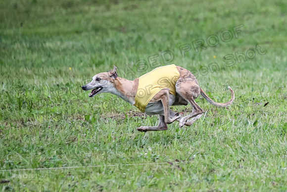 Prelim Open C2, Sparky Strummer Squiggle-8622