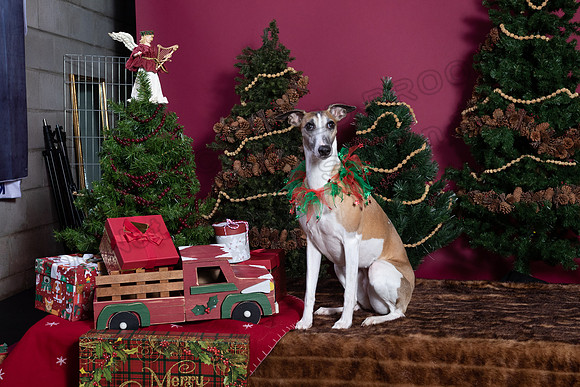 xmas strack-409