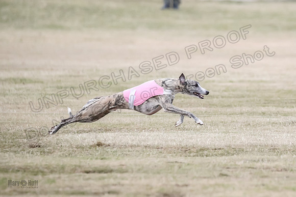 1Prelim Open 2 Shine Maverick Steel-2996