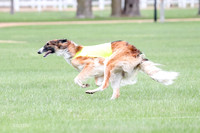 1 Prelims Borzoi Open, Bene-9205