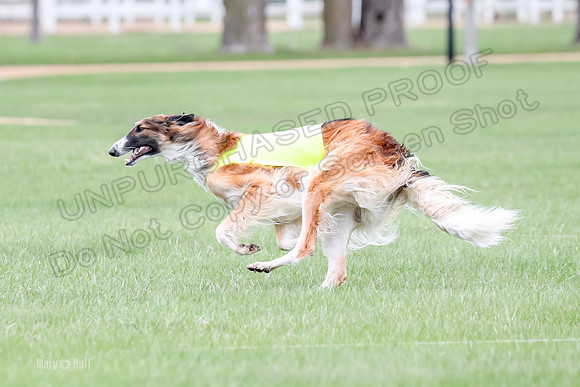 1 Prelims Borzoi Open, Bene-9205