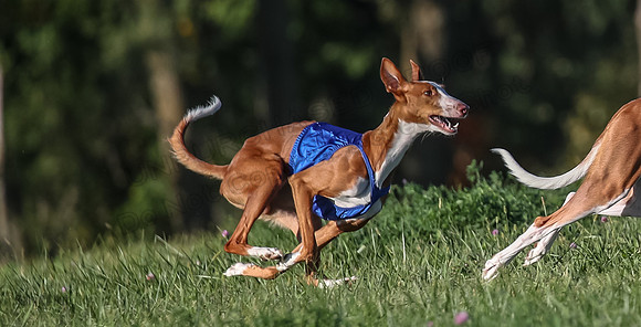 1 Prelims Open 1 Jagger Forrest Maverick-3506