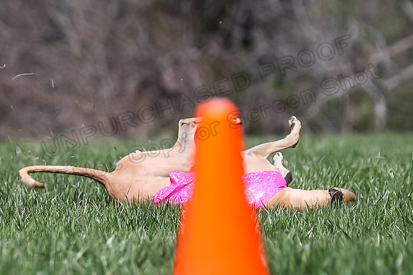 2 Finals Veterans A-3, Harlee Smooch titan-0938