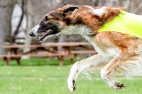 AKC Coursing Trial