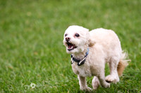 MCH70419