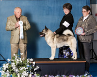 Elkhound 2020-1065