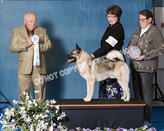 Elkhound 2020-1065